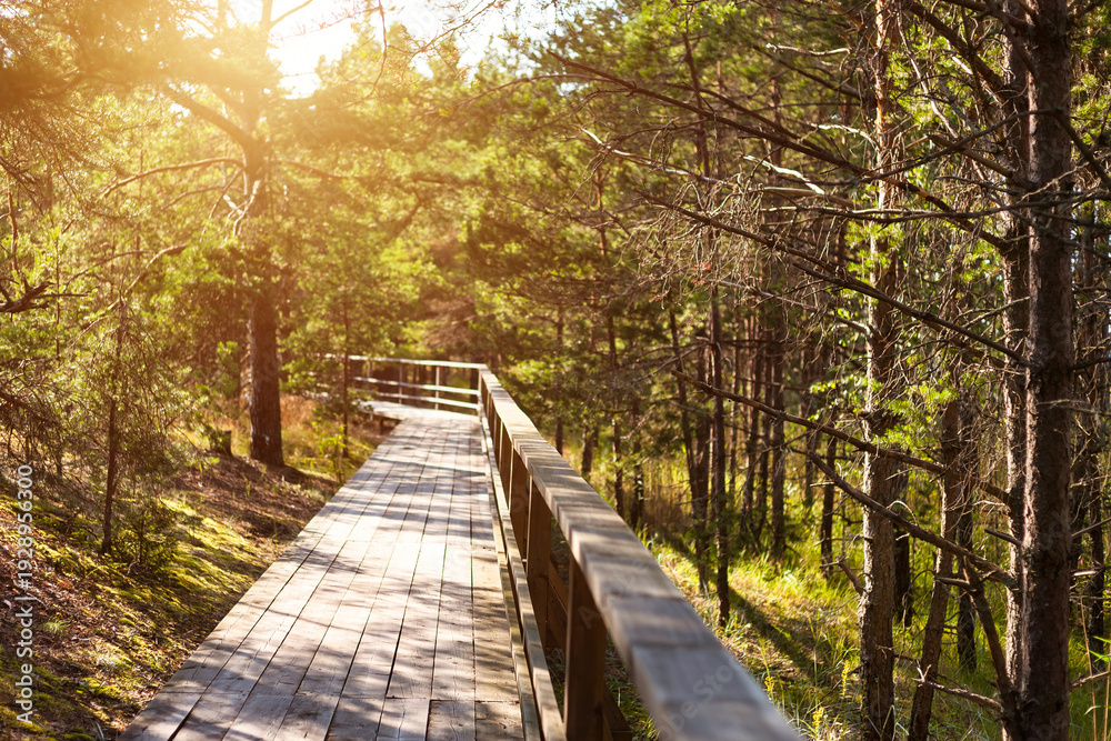 Fototapeta premium A long wooden boardwalk stretches through a peaceful pine forest, bathed in warm afternoon sunlight. Sunlight streams through the green tree canopy, casting shadows on the path.