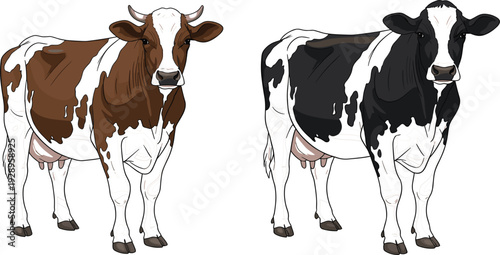 Realistic Brown and Black Dairy Cows Standing Isolated Farm Livestock Vector Illustration Set
