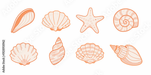 Collection of pastel orange seashells and a starfish illustration