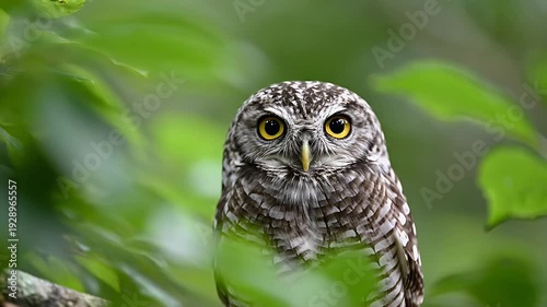 Spotted owlet with bright yellow eyes in lush green foliage