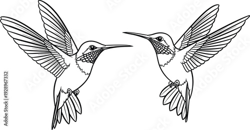 Black and white stylized illustration of two hummingbirds facing each other in mid-flight with detailed wings, feathers, and symmetry, perfect for decorative design purposes