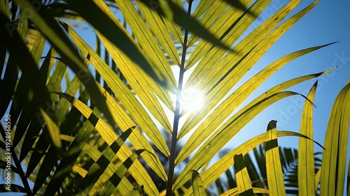 Sunlight shines through tropical palm leaves against a clear blue sky