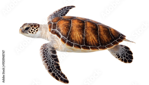 Sea turtle swimming isolated on transparent background