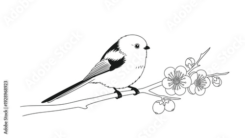 Detailed ink drawing of a small long-tailed tit bird perched on a branch of blooming plum blossoms on a white background.