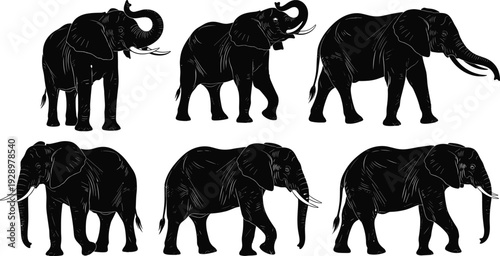 Black elephant silhouette set with various walking and standing poses isolated on white background for safari wildlife and nature vector