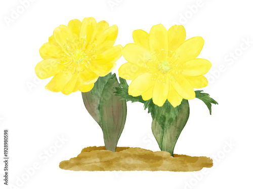 福寿草　水彩で描いた美しい草花　イラスト