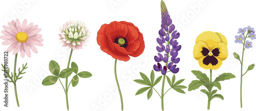 Colorful Summer Meadow Wildflower Set with Poppy Daisy Lupine Clover and Pansy Isolated on White Background