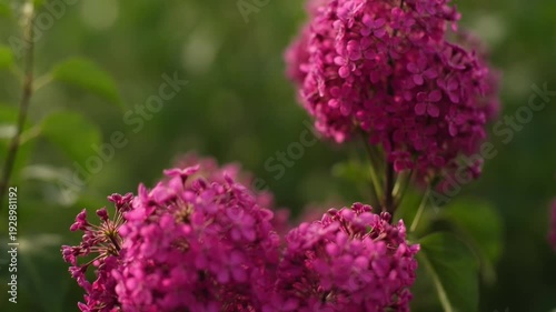 Vibrant Pink Blooms: Close-up of lush, vibrant pink flowers in full bloom. The petals are soft and delicate, the perfect representation of nature's beauty and elegance.