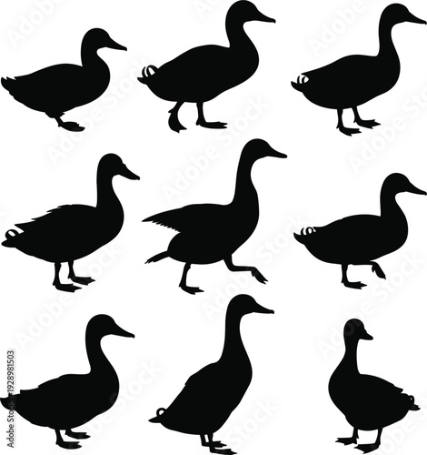 Nine Black Silhouettes of Ducks in Various Poses and Actions bird animal