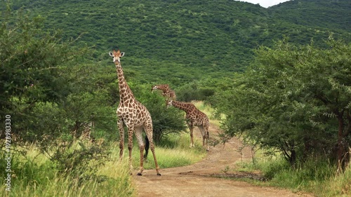 footage of a herd of wild African giraffe herd eating leaves from trees. Portrait of wild African giraffes closeup in forest. South Africa safari in national park. Amazing rare shot of african animals