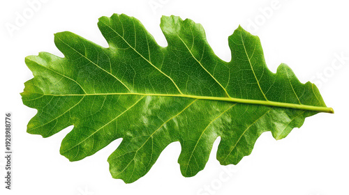 Green Oak Leaf, Nature Element, Isolated on Transparent Background PNG
