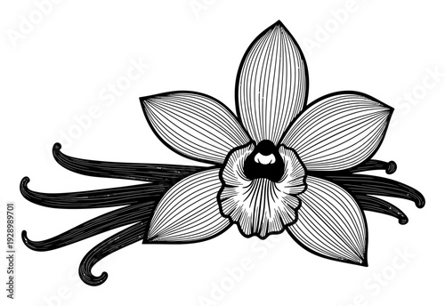 Vanilla Orchid - Black & White Minimalist Illustration