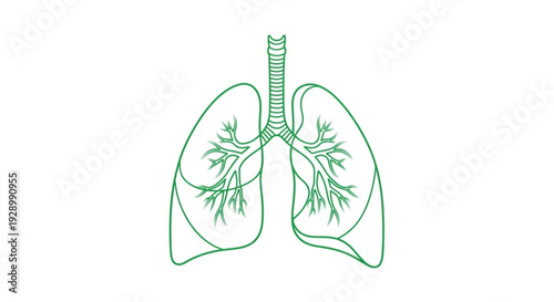 Human lungs with trachea and bronchi illustrated in green on white background for medical education