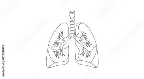 Human lungs with trachea and bronchi detailed medical illustration anatomy