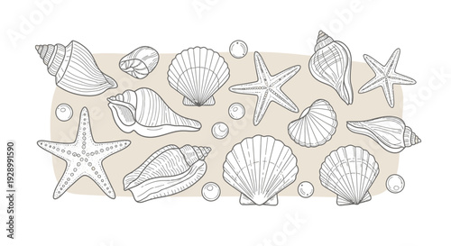 A detailed illustration of various seashells, starfish, and pearls arranged on a sandy background.