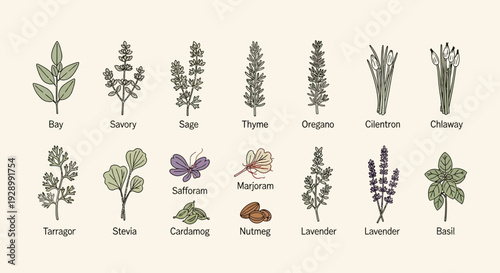 A collection of hand-drawn illustrations of various herbs and spices, each labeled with its name.