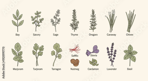 A colorful illustration showcasing a variety of common culinary herbs and spices, with their names labeled below each plant.