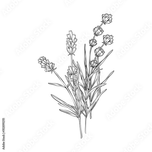 Lavender vector botanical illustration in clean line art style with detailed flowers and leaves. Perfect for cosmetic packaging, spa branding, herbal labels, wellness design and natural product
