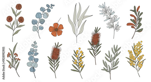 A collection of hand-drawn Australian native plants and flowers, featuring eucalyptus, bottlebrush, wattle, and banksia in a minimalist illustration style.