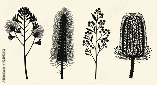 A minimalist illustration showcasing four distinct Australian native flora species in silhouette against a cream background.