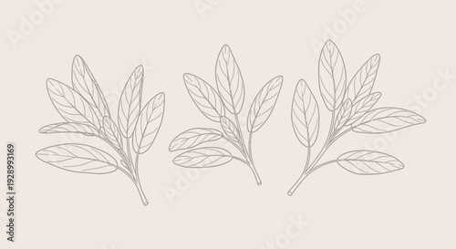 A delicate line drawing illustration of three sprigs of sage leaves against a soft beige background.