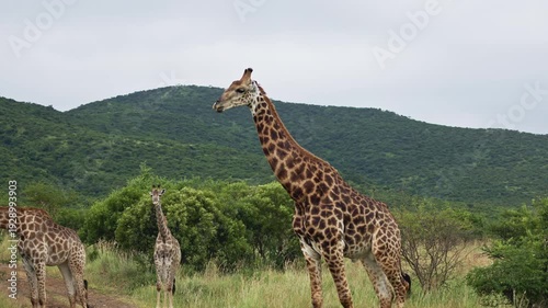 footage of a herd of wild African giraffe herd walking in savannah. Portrait of wild African giraffes closeup in forest. South Africa safari in national park. Amazing rare shot of african animals