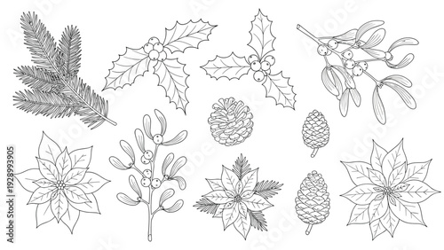 Collection of hand drawn winter botanical elements including poinsettia flowers pine branches holly leaves and mistletoe for coloring.