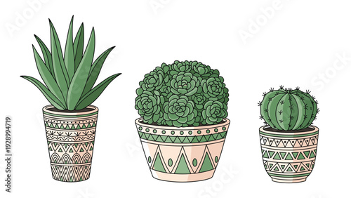 Collection of three distinct succulents and cacti planted in beautifully decorated pots with geometric patterns.