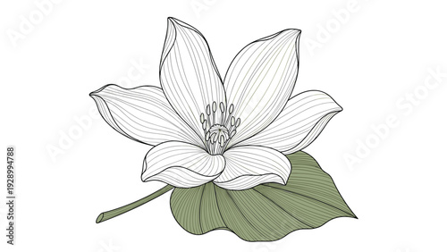 Exquisite hand drawn illustration of a lotus flower in full bloom accompanied by a large green leaf underneath.
