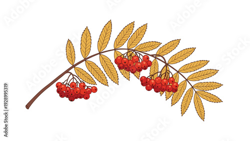 Beautiful autumnal rowan branch featuring clusters of bright red berries and colorful orange and yellow leaves.
