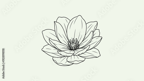 Elegant lotus or peony flower blossom illustrated in fine line art on a soft green background for peaceful floral designs.
