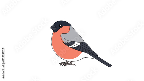 Bullfinch bird illustration with a bright red breast and grey wings perched on an invisible surface against a plain white background.