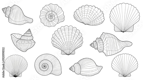 Collection of various sea shells including conch and scallops illustrated in detailed line art for coastal decor.