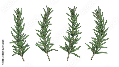 Detailed rosemary herb sprig illustrations with green leaves for culinary seasoning and aromatic herb garden themes.