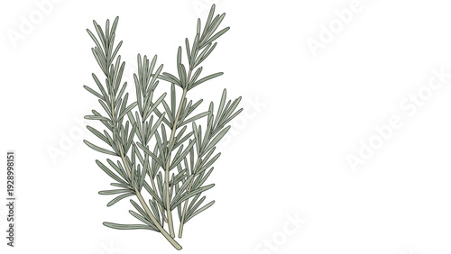 Rosemary plant sprigs illustration showing multiple stems with thin needle like green leaves in a realistic hand drawn sketch style.