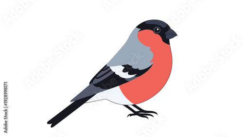 Bullfinch bird illustration with a grey back and orange breast facing right in a clean and simple vector art style on a white background.