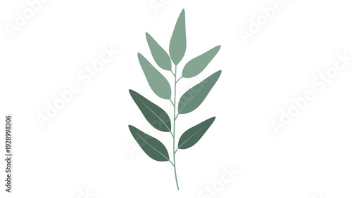 Single sprig of eucalyptus leaves shown in different shades of green in a clean and modern botanical illustration style.