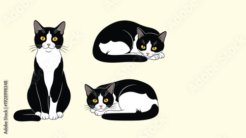 Tuxedo cat shown in three different poses including sitting upright and curled up on a light cream colored background.