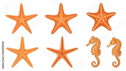 Collection of orange starfish and seahorses illustrated in various sizes and shapes on a white background.