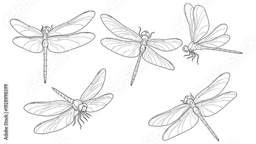 Collection of dragonfly line art illustrations showing the insect from different angles and in flight poses.