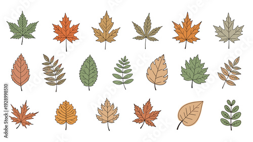 Extensive collection of various autumn leaf shapes in earthy colors of green, orange, red, and brown on white.