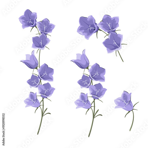 A set of bluebells on a white background. Wild blue flowers. Vector.
