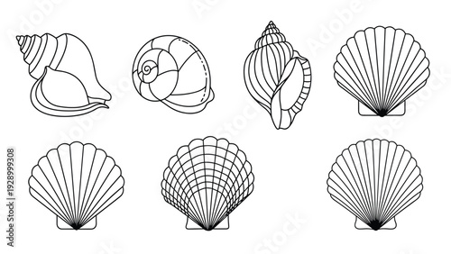 Collection of seven diverse seashell line drawings including scallops and spirals is presented as a clean black and white graphic set.