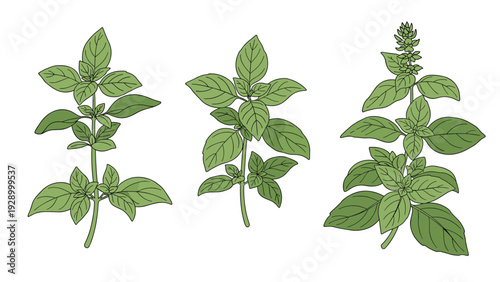 Three hand-drawn green basil or mint plant stems with detailed leaves for culinary, herbal, and kitchen themed designs.