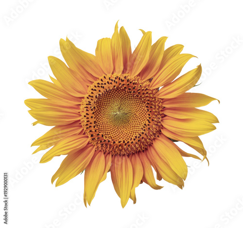 sunflower isolated on white background.