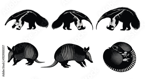 Giant anteater and armadillo illustrated in various poses and designs on white background