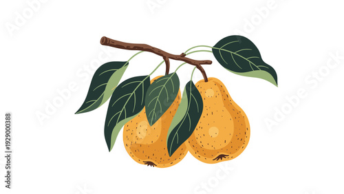 Detailed color illustration of two ripe yellow pears hanging from a brown branch with dark green leaves on a white background.