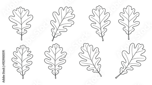 Set of eight oak leaf illustrations in clean black line art style showing different shapes and vein patterns for botanical designs.