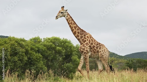 footage of a herd of wild African giraffe herd walking in savannah. Portrait of wild African giraffes closeup in forest. South Africa safari in national park. Amazing rare shot of african animals