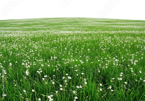 A green field with white wildflowers on a sunny day